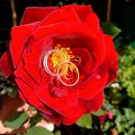 Les alliances dans une rose rouge