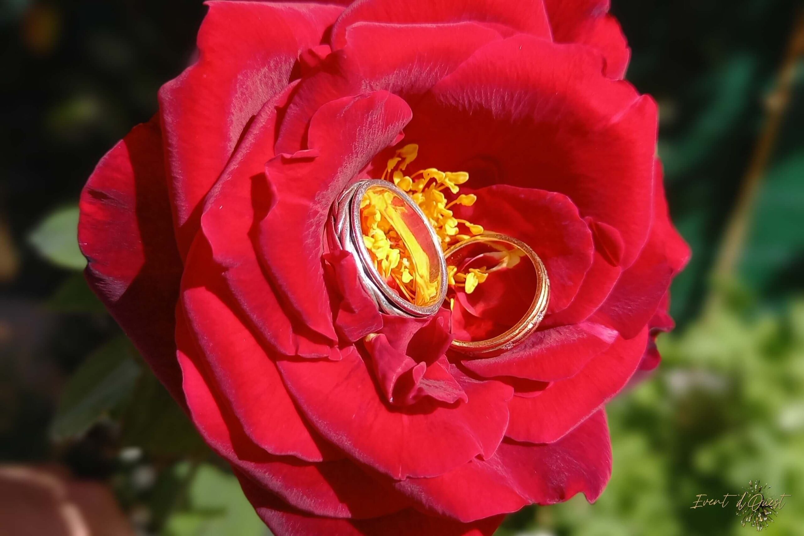 Une rose rouge renfermant les alliances : une jolie manière de demander un mariage en Bretagne