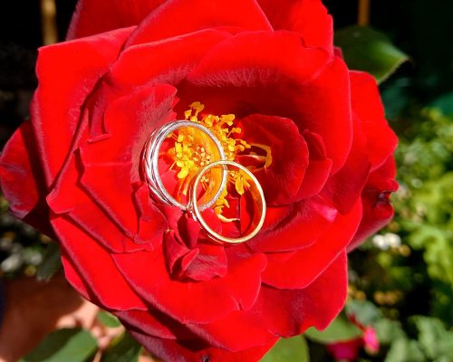 Les alliances dans une rose rouge